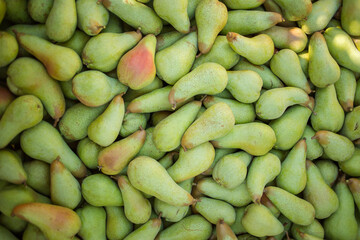 A cluster of ripe Abate Fetel pears hanging from a tree in an orchard, with vibrant green leaves and sunlight filtering through, showcasing this premium pear variety in a natural setting.