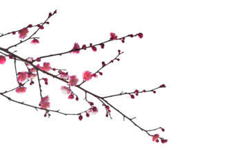 ピンクの梅の花　枝とつぼみ　春・ひなまつり・日本