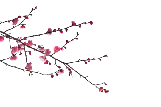 ピンクの梅の花　枝とつぼみ　春・ひなまつり・日本