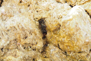 A crab scuttles across wet rocks in a tidal pool, showcasing its natural habitat. The sun shines...