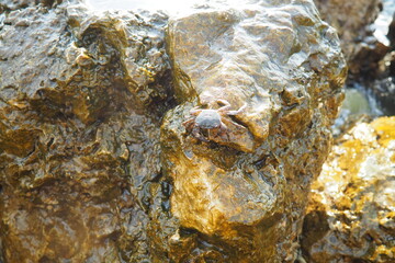 A crab scuttles across wet rocks in a tidal pool, showcasing its natural habitat. The sun shines brightly, highlighting the textures of the rocks and water. Fauna of the Adriatic Mediterranean Sea.