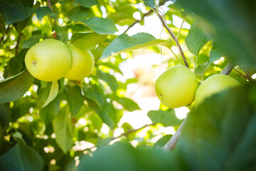 A close-up of fresh green apples hanging on a tree, surrounded by vibrant green leaves and dappled sunlight, showcasing the natural beauty of an orchard.