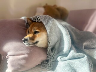 Pensive Shiba Inu with a sorrowful expression, head nestled under a blanket. The mood is reflective and contemplative. High quality close-up photo. copy space available.