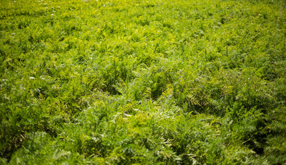Fototapeta premium A close-up view of a carrot harvester in action, showing freshly pulled carrots with green tops and soil particles flying, highlighting modern agricultural technology and the harvesting process.