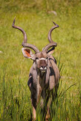 Close-up of a male greater kudu standing in tall grass, displaying its distinctive spiral horns and alert posture in a green savanna environment.