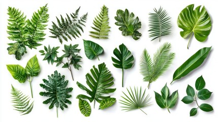 Assortment of diverse green leaves isolated on a white background