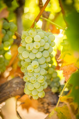 A close-up of a golden-yellow grape bunch hanging from a vine, illuminated by sunlight, with green leaves and a blurred vineyard background, showcasing ripened fruit ready for harvest.