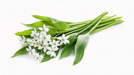 Fototapeta premium Delicate Wild Garlic Flowers with Green Leaves on White Background