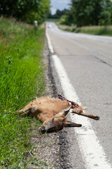 Rehbock liegt überfahren am Strassenrand.