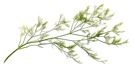 Fototapeta premium Fresh dill isolated on white background