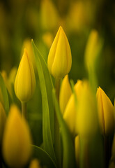 A vibrant close-up of yellow tulips in full bloom, showcasing their delicate petals and lush green leaves. Captured in soft natural lighting, this image highlights the beauty of spring flowers.