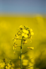 Obraz premium Close-up of vibrant yellow canola flowers in full bloom, with a blurred background of an expansive canola field under a soft blue sky.