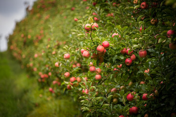 Lush apple orchard with rows of trees laden with ripe, blush-colored apples, set against a cloudy...