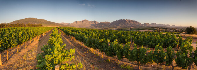 Vast vineyard rows in Wellington, South Africa, framed by a mountainous horizon under a clear blue sky, showcasing the region's wine-producing landscape.
