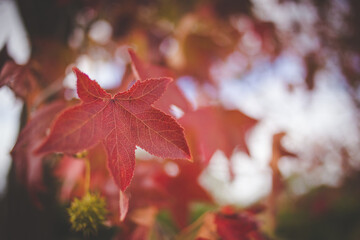Close-up of vibrant autumn leaves on a tree branch, showcasing orange, red, and yellow hues against a soft cloudy sky.