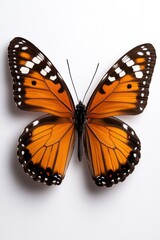Orange Butterfly Against White Background
