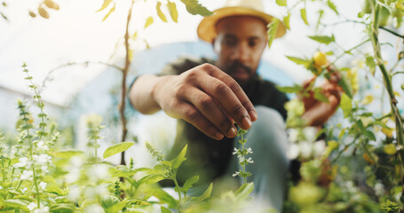 Agriculture, inspection and man in greenhouse, farmer and checking for harvest, growth and outdoor....