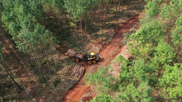 Top-down view of a forwarder working amidst a dense pine plantation in a red soil area.