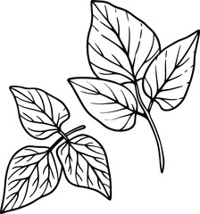Amaranth Leaves vector art with a white background. Amaranth plant isolated on white background.
