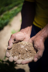 Close-up of hands holding rich, dark compost, emphasizing sustainable farming and soil health practices.
