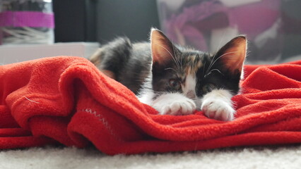 cute colorful rescue kitten laying on red blanket