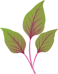Amaranth Leaves vector art with a white background. Amaranth plant isolated on white background.