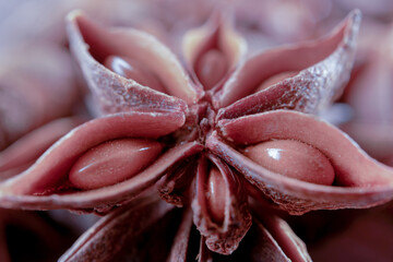 macro photograph of a star anise seed with an out of focus background