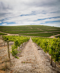 Fototapeta premium Beautiful vineyards in the Western Cape of South Africa, showcasing lush green vines under a cloudy sky, set against a backdrop of rolling hills and natural beauty.