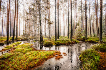 A wooden walking misty path in Bor na Czerwonem nature reserve in Nowy Targ in Poland
