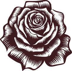 Rose Flower Vector Illustration
