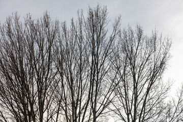 A tree with no leaves is in the foreground