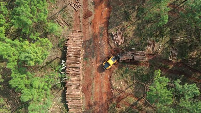 A forwarder in full operation within a pine forest, part of a reforestation area.