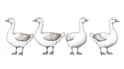 19.Vector illustration: Hand drawn isolated geese on white background: