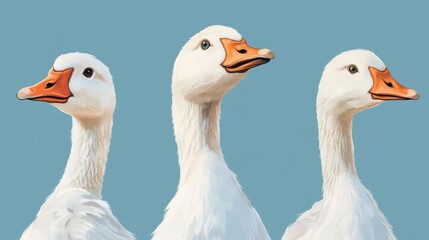 Obraz premium 25.A set of posters with goose parts. Bird head, bird legs, goose on a blue background: