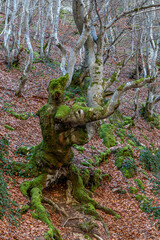 Detail of a beech tree with its roots, trunk and branches in winter. Fagus sylvatica. El Faedo de Ciñera Forest, León, Spain.