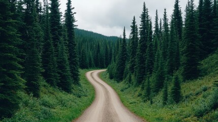 Fototapeta premium A winding dirt road meanders through tall evergreen trees, inviting exploration in a serene forest landscape.
