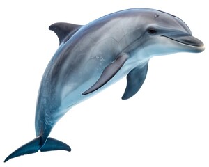 Fototapeta premium dolphin isolated on white background