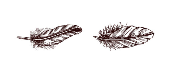 Vintage feather hand drawn sketch illustration collection © Mariia Mazaeva