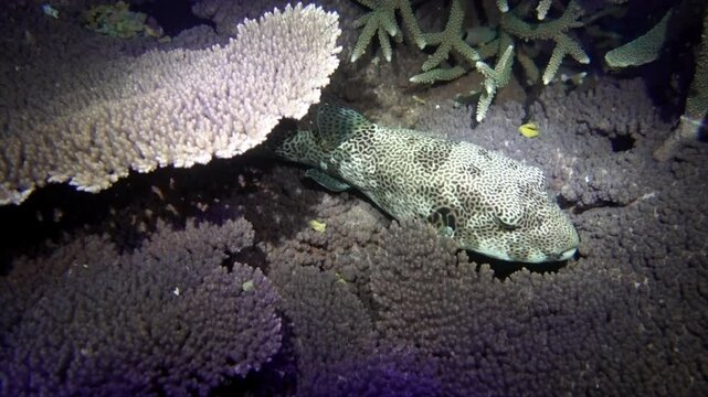Map pufferfish (Arothron mappa) floats above table coral at night.