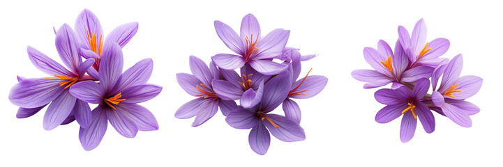 Set of A crisp, detailed shot of saffron flowers in their full bloom, showcasing the rich purple petals and orange stamens on transparent png background. Ai generated