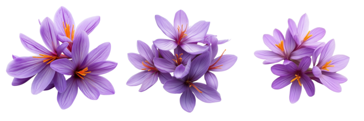 Set of A crisp, detailed shot of saffron flowers in their full bloom, showcasing the rich purple petals and orange stamens on transparent png background. Ai generated