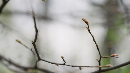shot of first buds on a maple tree