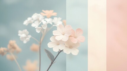 Obraz premium Pastel Floral Background with White and Peach Flowers and Color Blocks