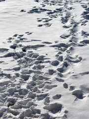 Footpaths and footprints in the snow