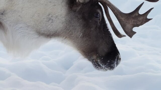 A cinematic close-up portrait reveals a majestic woodland caribou with large antlers, walking through deep winter snow in the Yukon, Canada, capturing a dramatic seasonal scene.