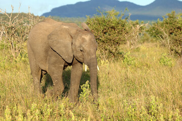 Obraz premium Afrikanischer Elefant / African elephant / Loxodonta africana