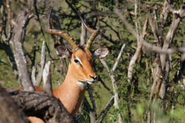 Schwarzfersenantilope / Impala / Aepyceros melampus