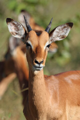 Schwarzfersenantilope / Impala / Aepyceros melampus.