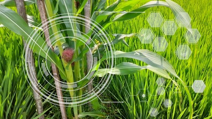 Young corn on the tree with semi transparent digital graphic icons on bokeh background representing...
