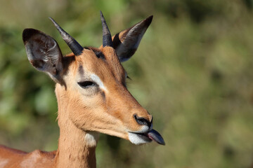 Schwarzfersenantilope / Impala / Aepyceros melampus.